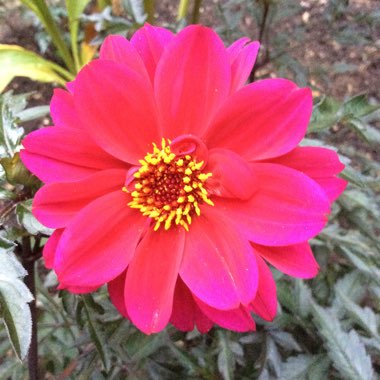 Dahlia 'Bishop of Canterbury'