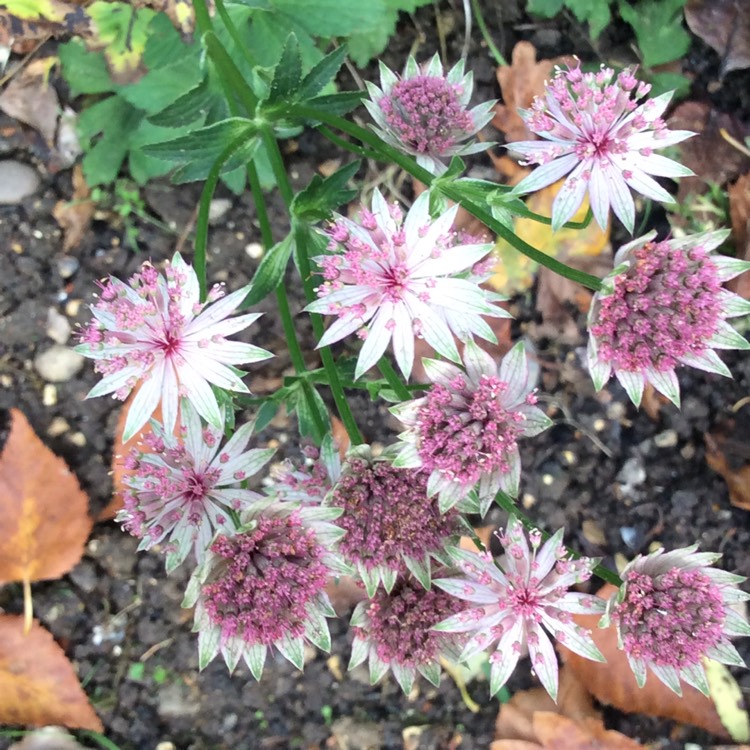 Plant image Astrantia
