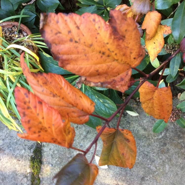 plant image 881575 plant image 881575