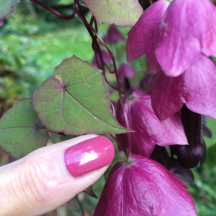 Plant image Rhodochiton atrosanguineus