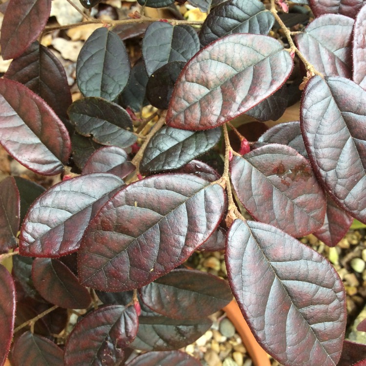 Plant image Loropetalum chinense var. rubrum 'Fire Dance'
