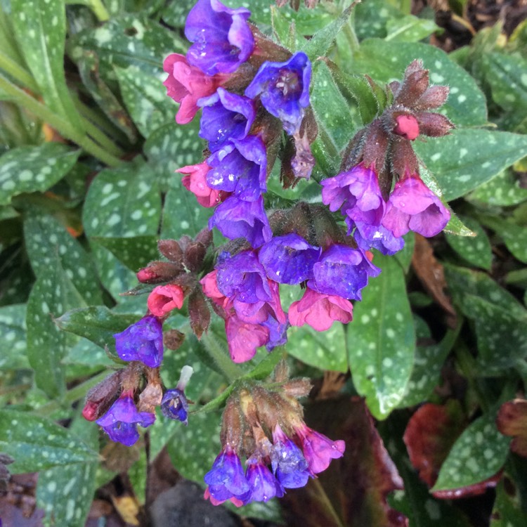 Plant image Pulmonaria officinalis