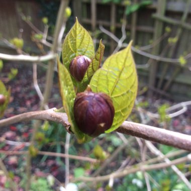 Calycanthus Raulstonii syn. Sinocalycalycanthus raulstonii