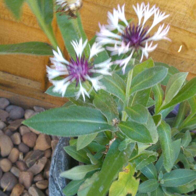 Plant image Centaurea montana 'Purple Heart'