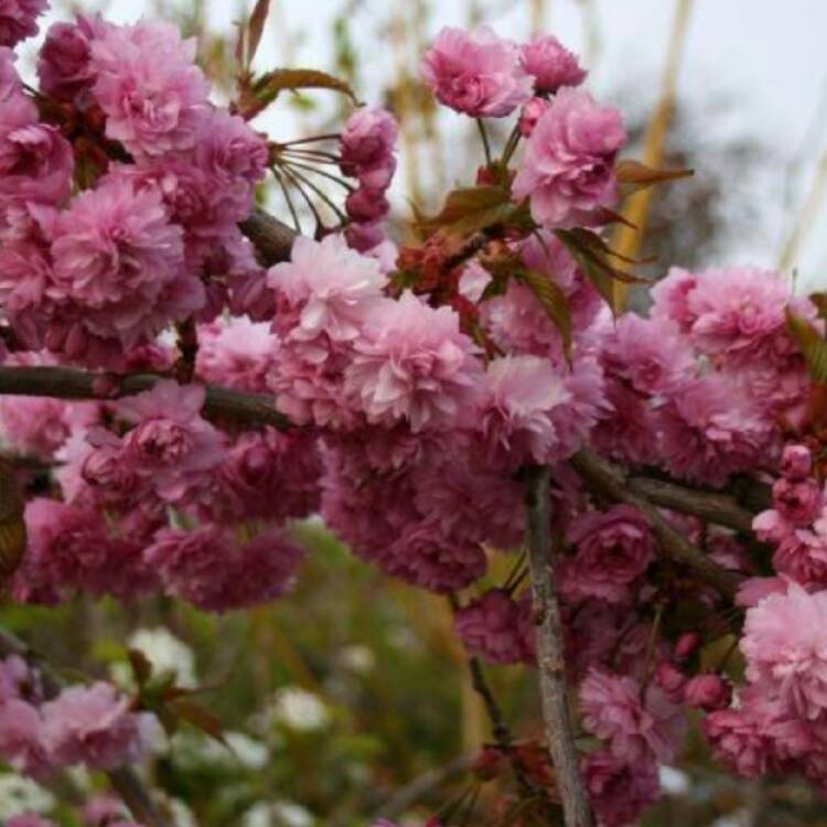 Plant image Prunus Serrulata 'Kiku-Shidare Zakura'