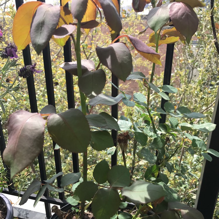 plant image 639865