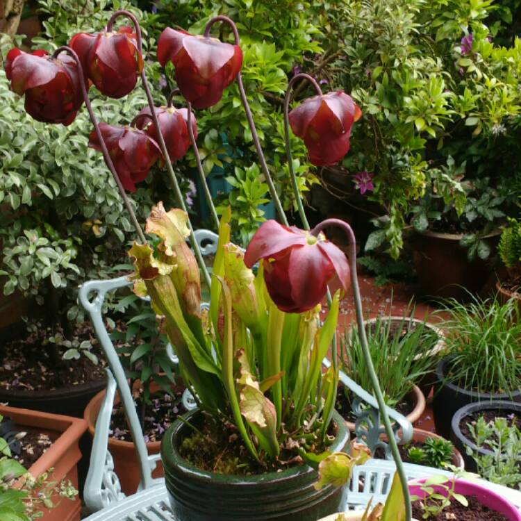 plant image 806240