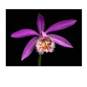 Plant image Pleione Formosana