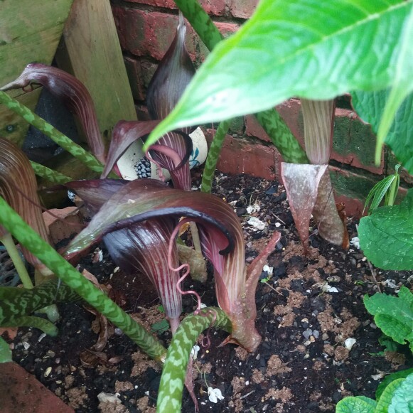 Jackie 's garden