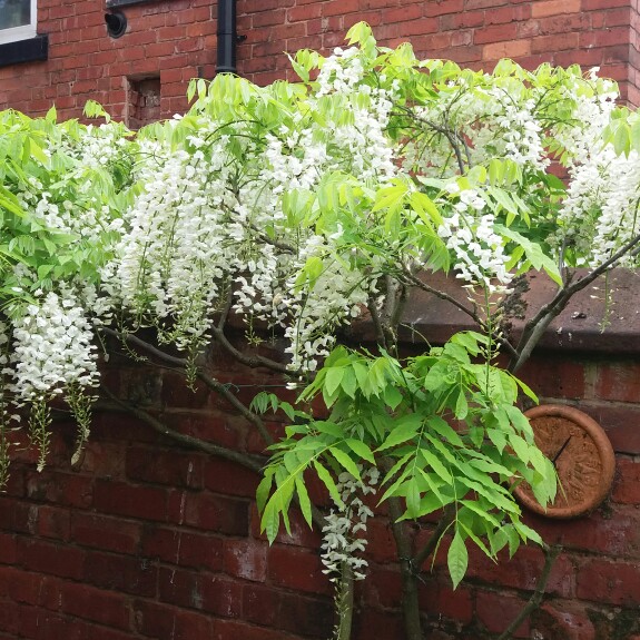 Plant image Wisteria sinensis 'Alba'