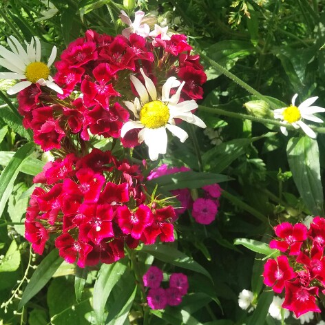 Sweet William