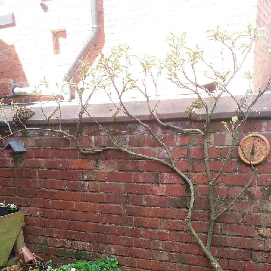Plant image Wisteria sinensis 'Alba'