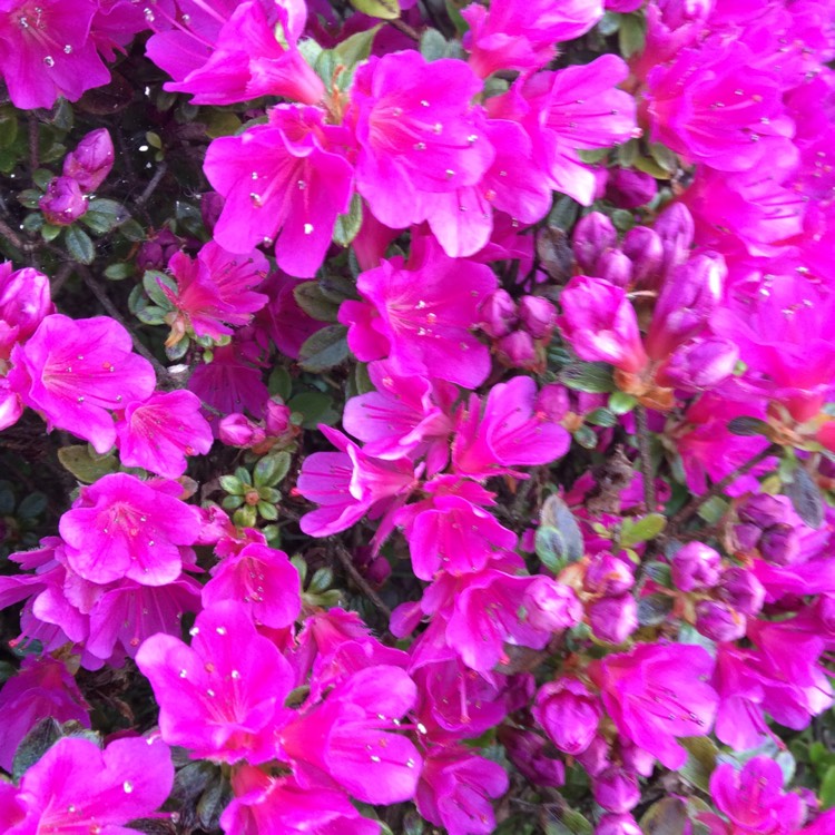 Plant image Rhododendron japonica 'Amoena'