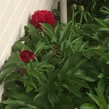 Peony