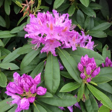 Rhododendron