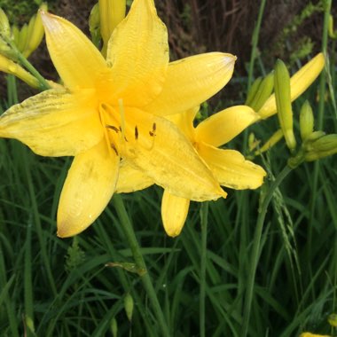 Lily