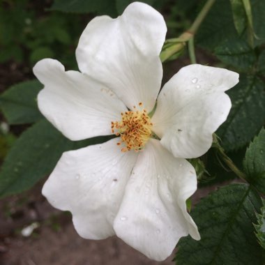 Rosa