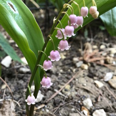 Lily of the Valley