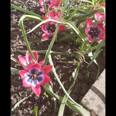 Jackie's garden
