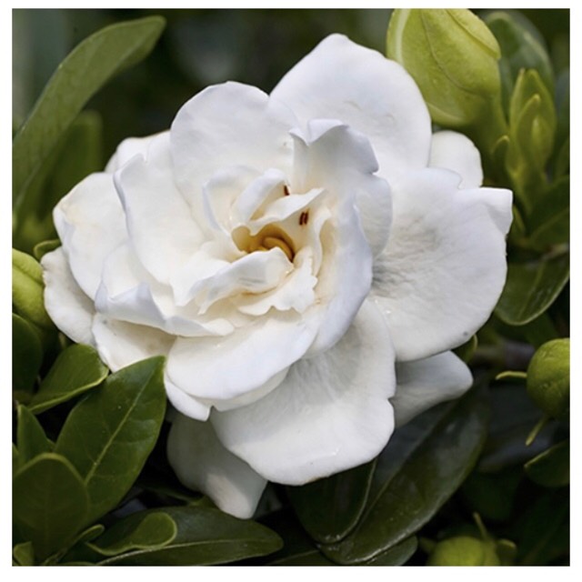plant image 678950 plant image 678950