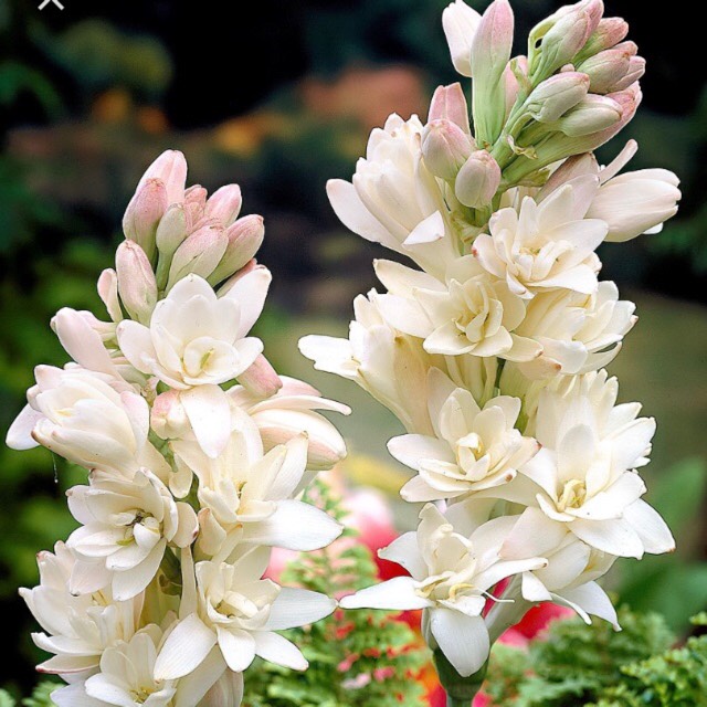 Plant image Polianthes tuberosa