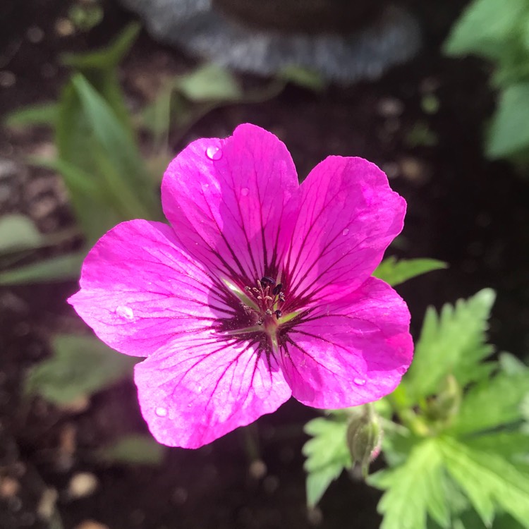 Plant image Geranium 'Patricia'