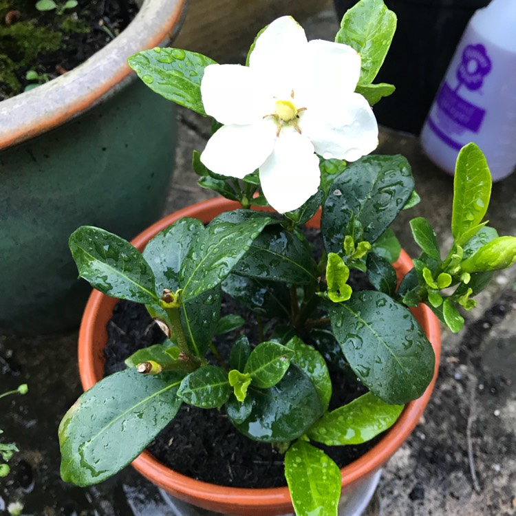 Грунт для гардении. Гардения Клеймс Харди. Gardenia saxatilis. Gardenia jasminoides 'Kleim's Hardy' в горшке. Почва для гардении.