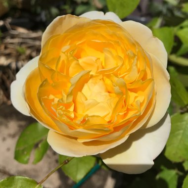 Jackie's garden