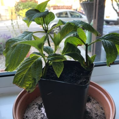 Jackie's garden