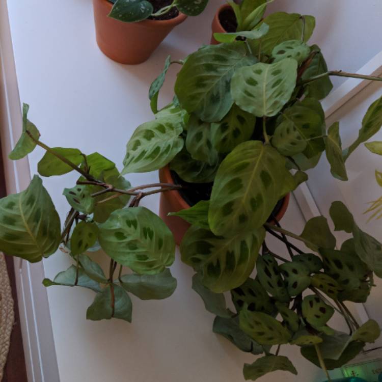 Plant image Maranta leuconeura 'Kerchoveana'