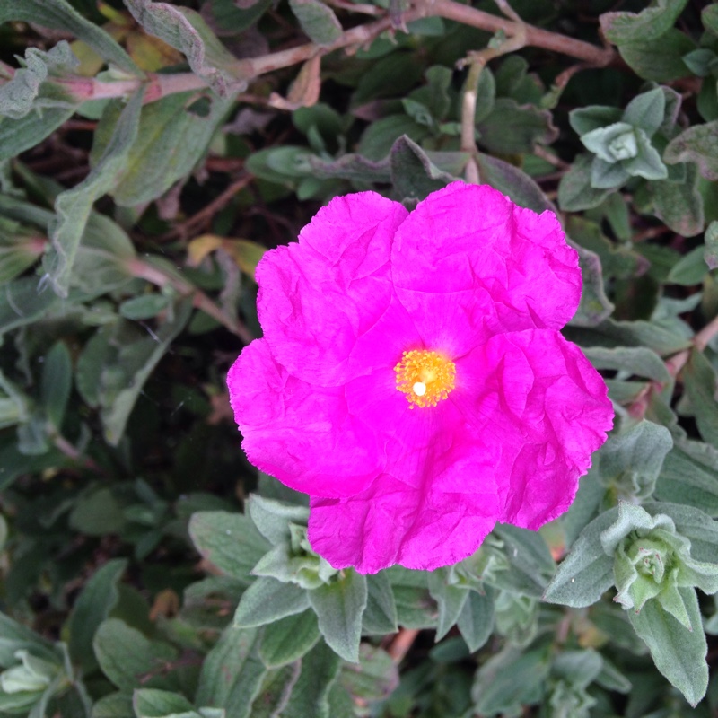 Plant image Cistus x purpureus 'Alan Fradd'