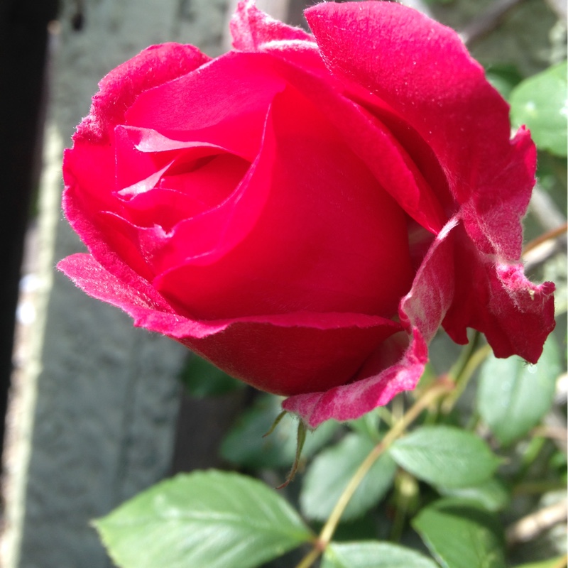 Plant image Rosa 'Paul's Scarlet'