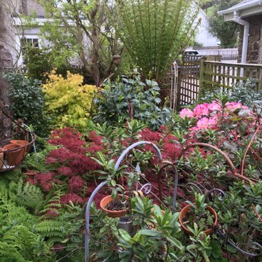 Jacqueline's garden