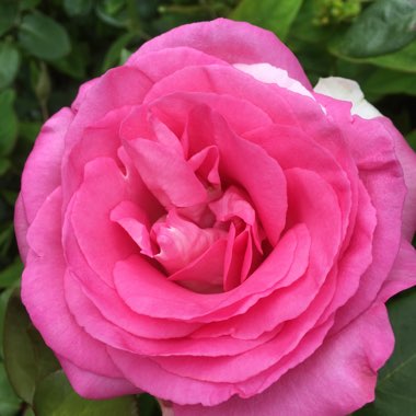 Jacqueline's garden