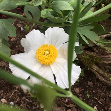 Jacqueline's garden