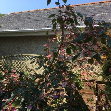 Jacqueline's garden