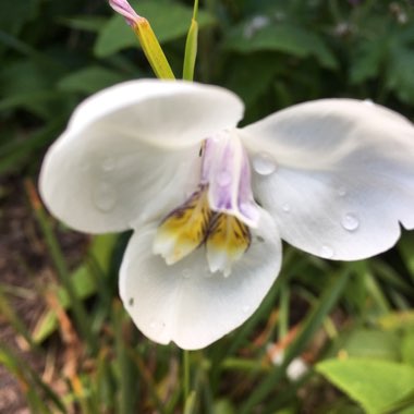 Jacqueline's garden