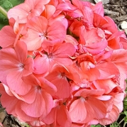 Jackie's garden