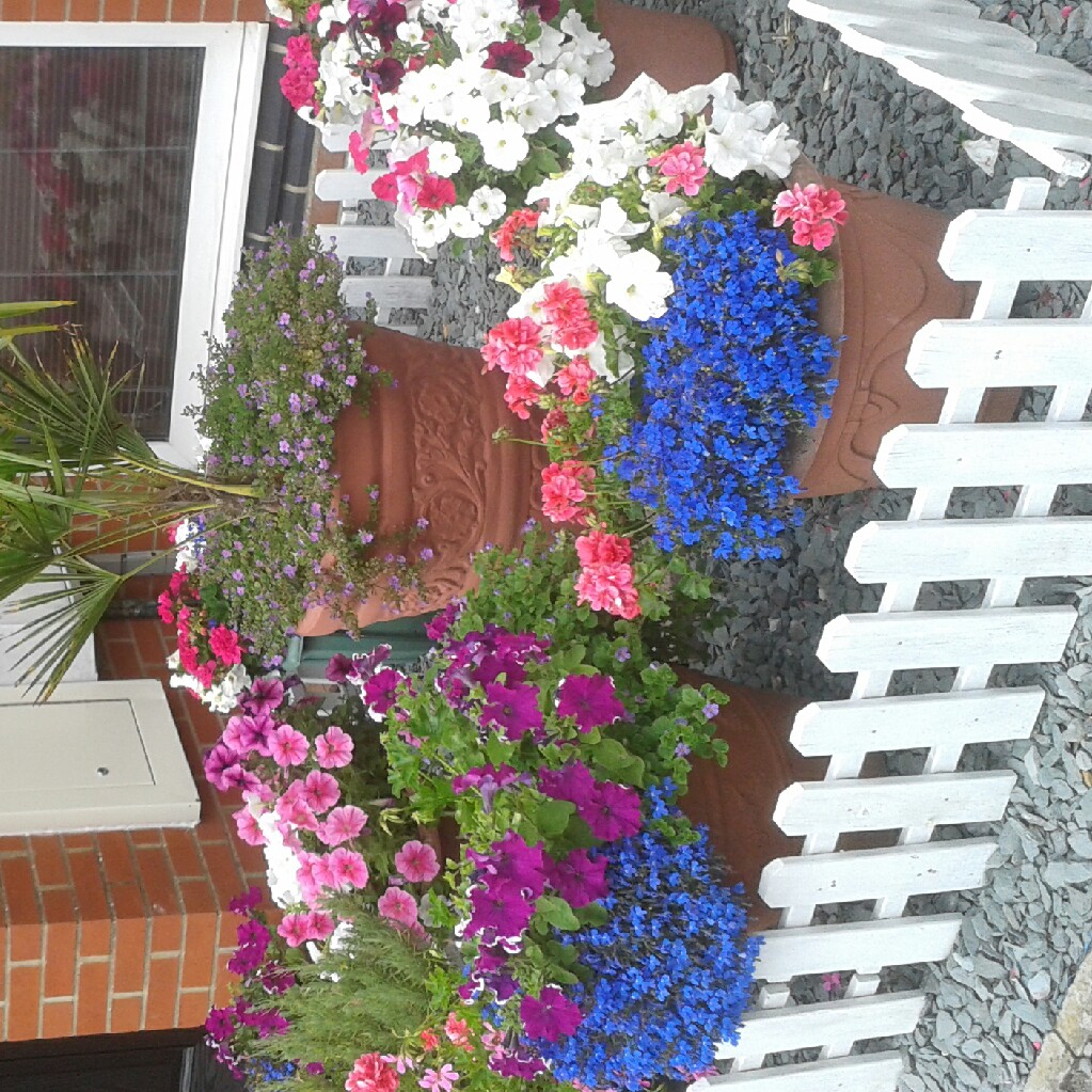 Jackii's garden