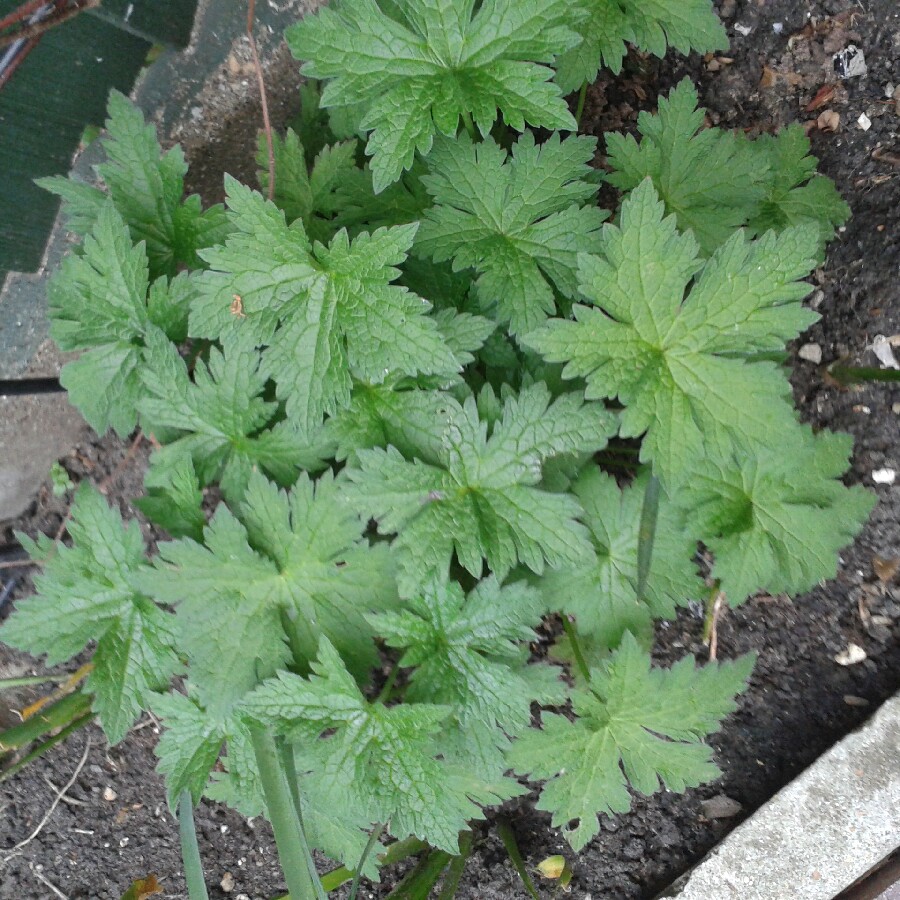 Jackii's garden