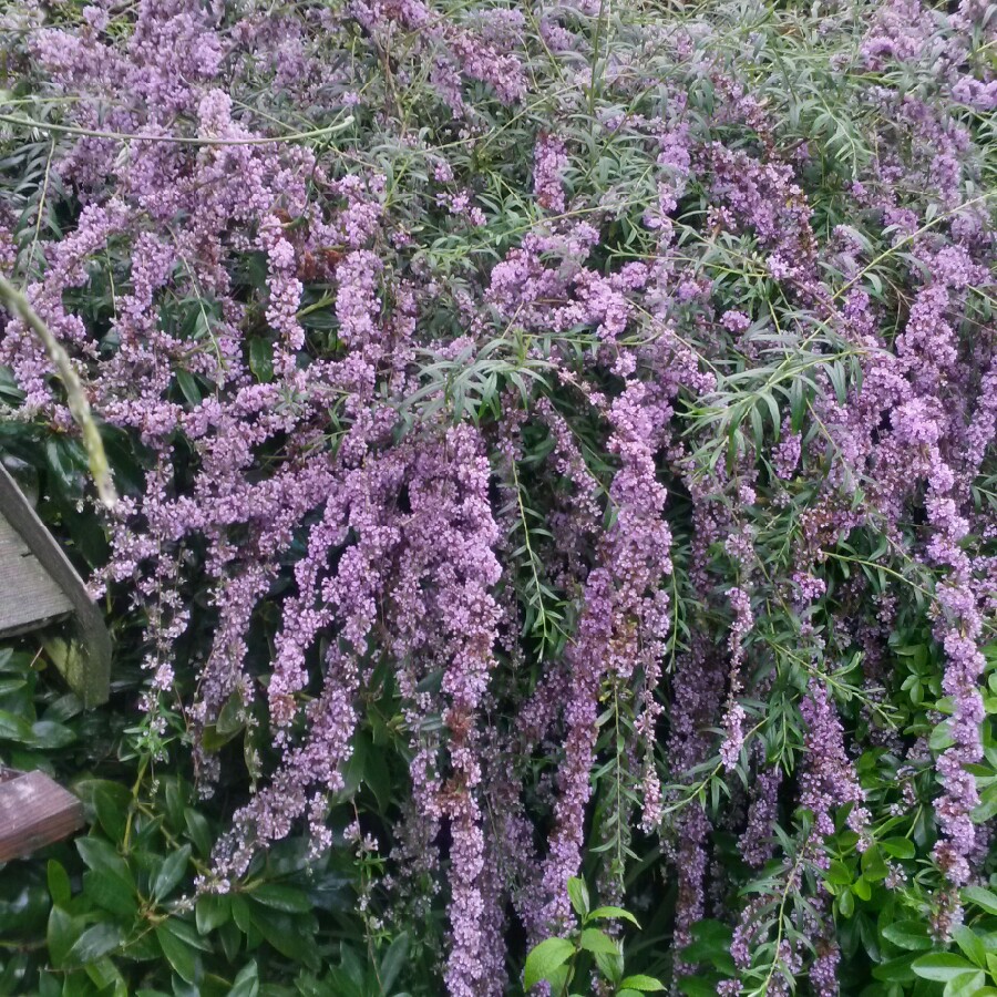 Plant image Buddleja alternifolia