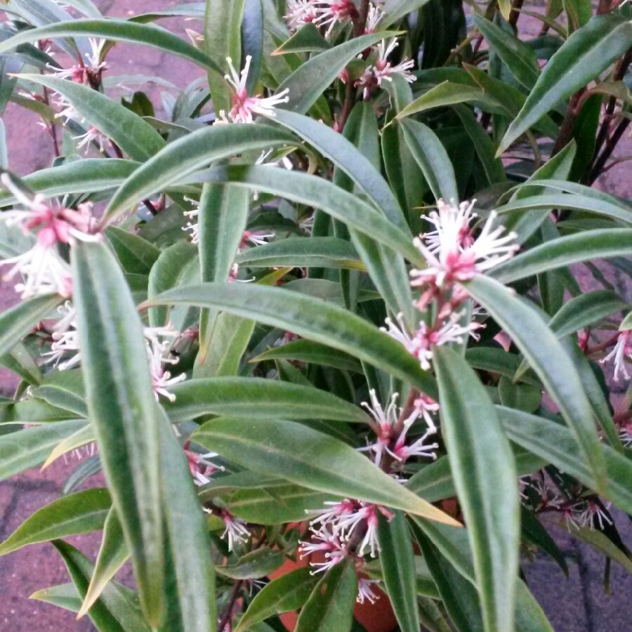 Plant image Sarcococca hookeriana var. digyna 'Purple Stem' syn. Sarcococca hookeriana 'Purple Stem'