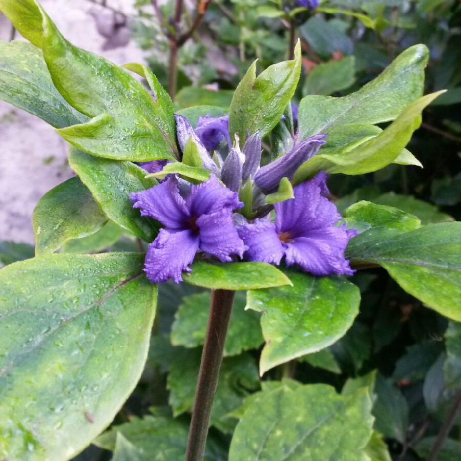 plant image 127866
