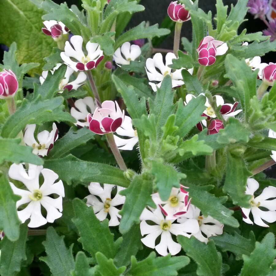 Plant image Zaluzianskya ovata 'Star Balsam'