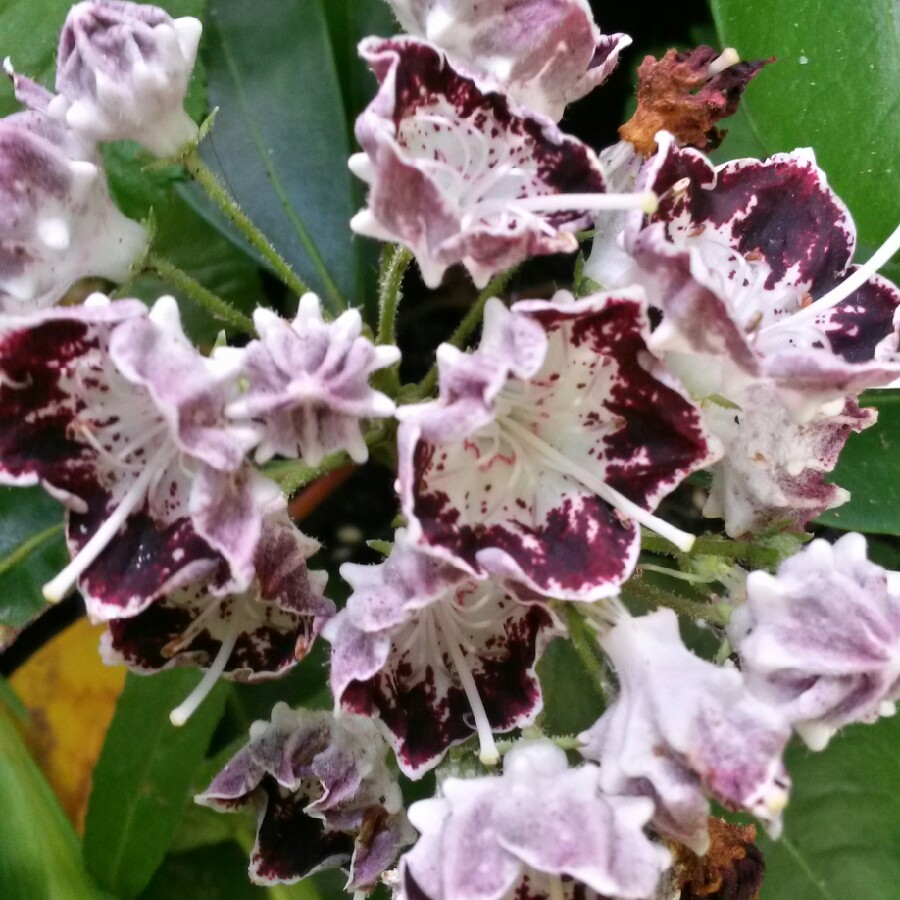 Plant image Kalmia latifolia 'Sterntaler'