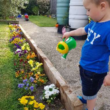 Jack's garden