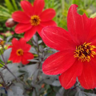 Dahlia 'Bishop of Llandaff' (Peony-flowered)