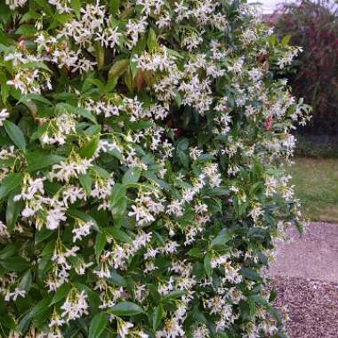 Star Jasmine