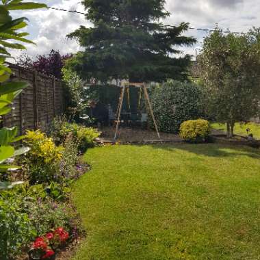 Jack's garden