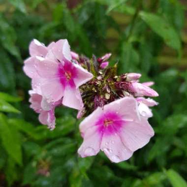 Phlox 'Laura'